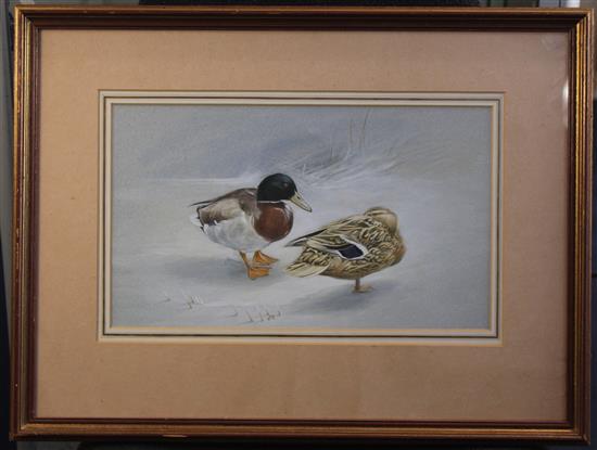 George Rowe (20th C.) Mallard in a hard winter, 8 x 14in.